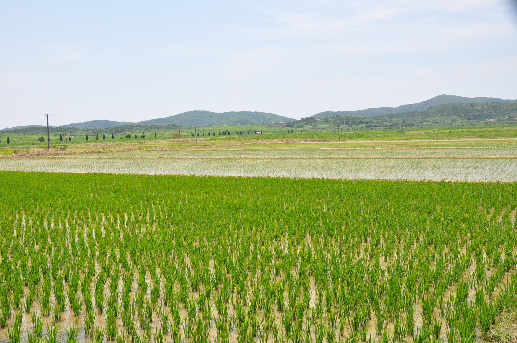 青岛海水稻丰收在望 亩产约350公斤 - 青岛新闻网